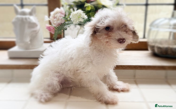 Toy Poodle dogs - Advert 11