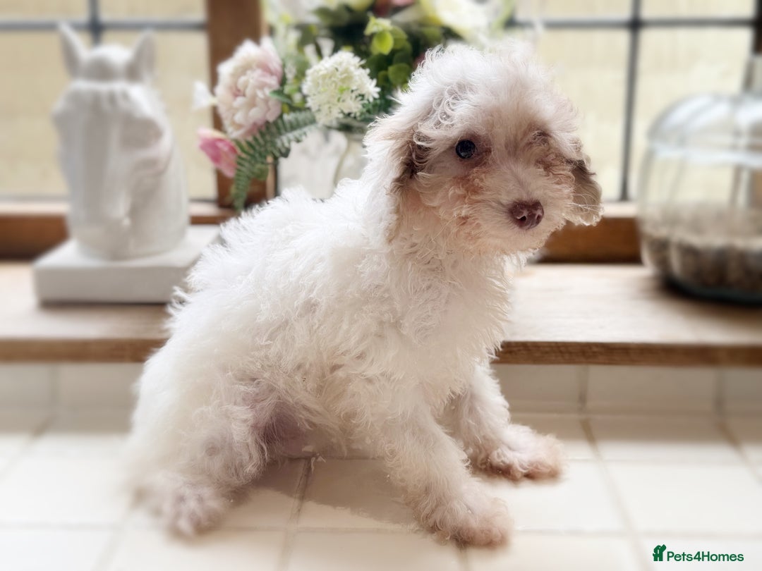 Toy Poodle dogs for sale: REDUCED last female toy poodle - Image 1