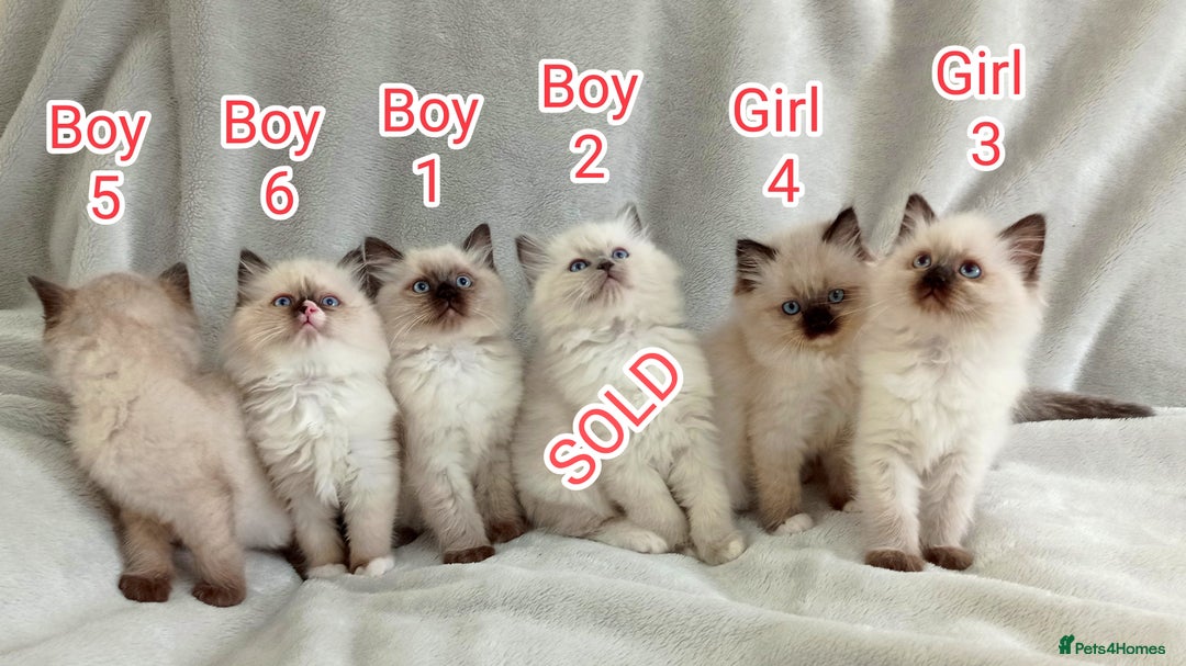 Ragdoll cats for sale: Ragdoll Kittens Looking for Loving Homes - Image 7