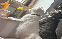 Mixed Breed cats for sale: Snowy and pip🩵💕 - Image 8