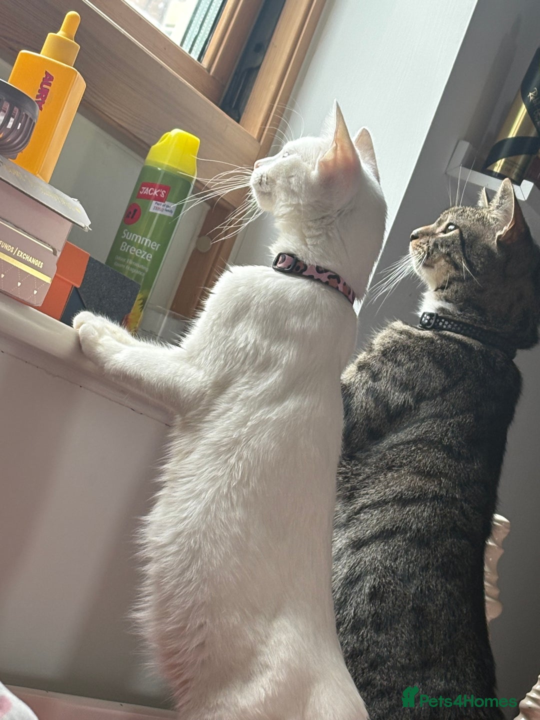 Mixed Breed cats for sale: Snowy and pip🩵💕 - Image 8