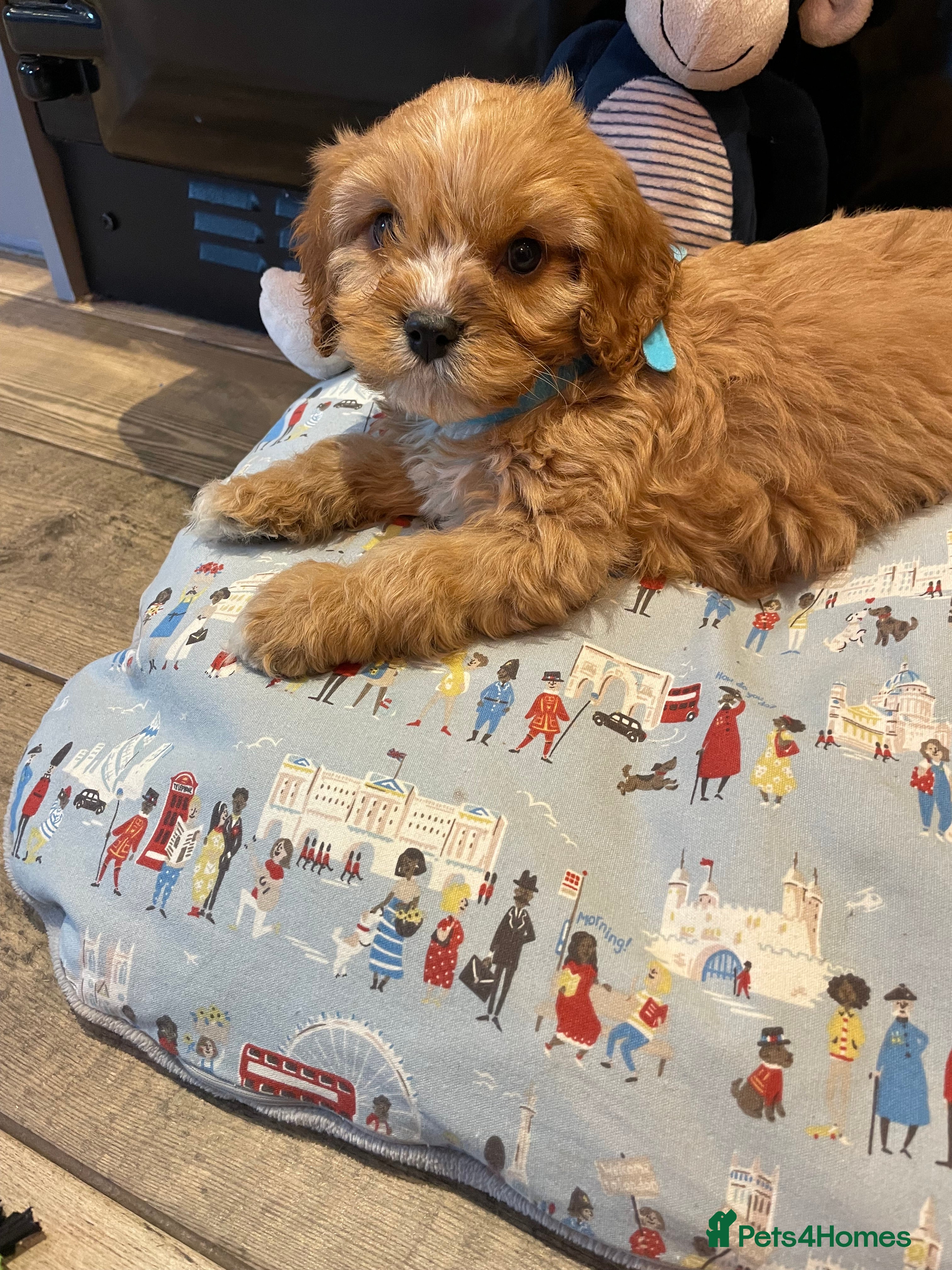 Cavapoo dogs Gorgeous Cavapoo Puppies - Advert 4