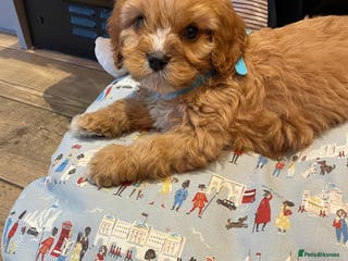 Cavapoo dogs Gorgeous Cavapoo Puppies - Advert 4