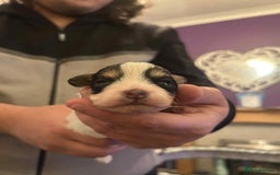 Mixed Breed dogs for sale: Bichon Frise / jackapoo puppies - Image 5