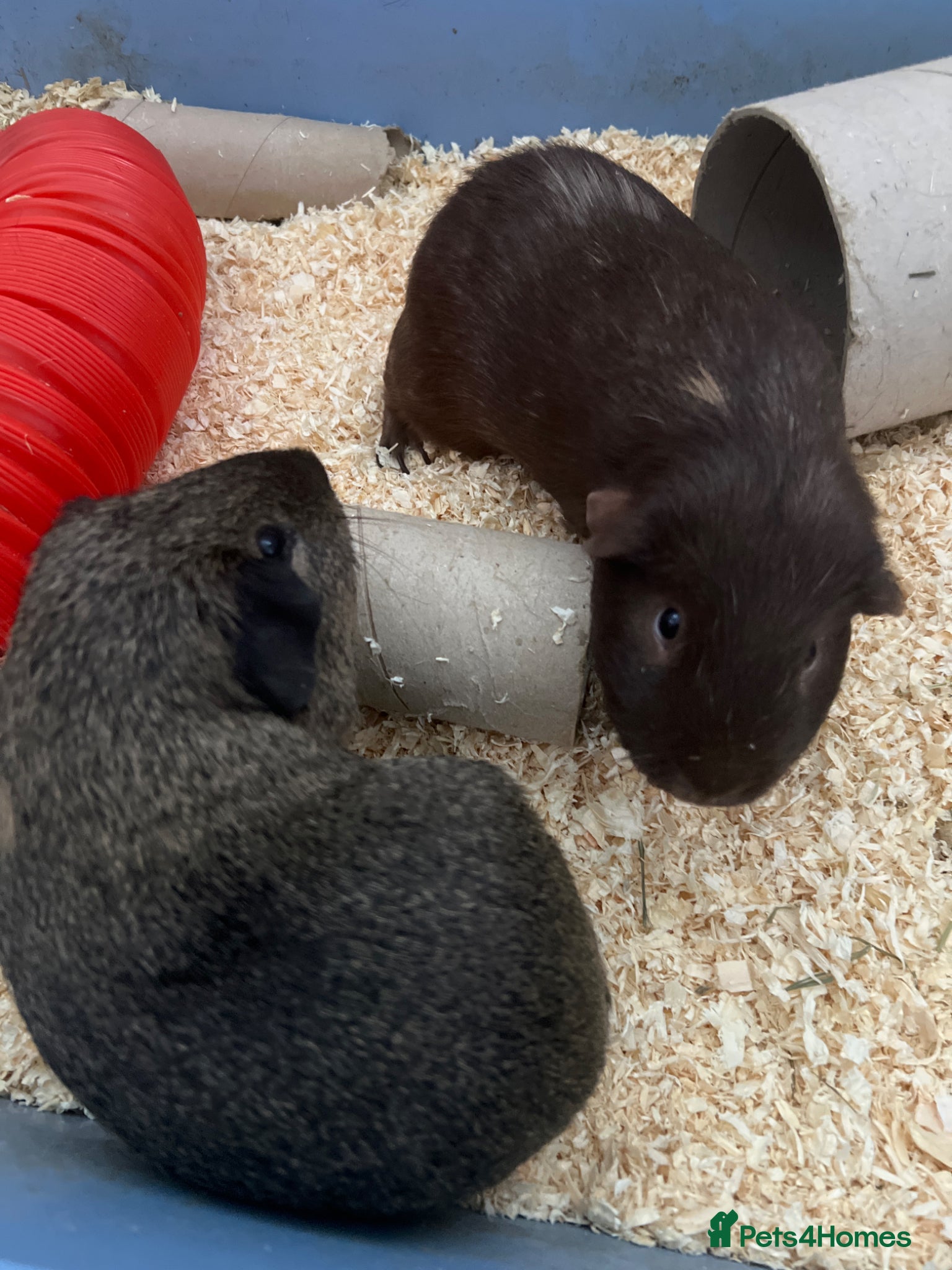 Guinea Pig rodents Guinea pigs - Advert 1