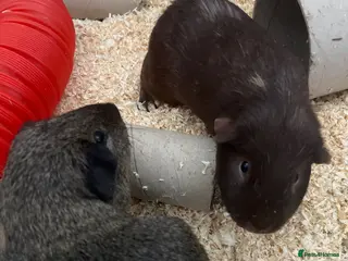 Guinea Pig rodents Guinea pigs - Advert 1