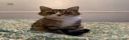 Domestic Shorthair cats for sale: Zola domestic shorthair  in South Shields - Advert 1