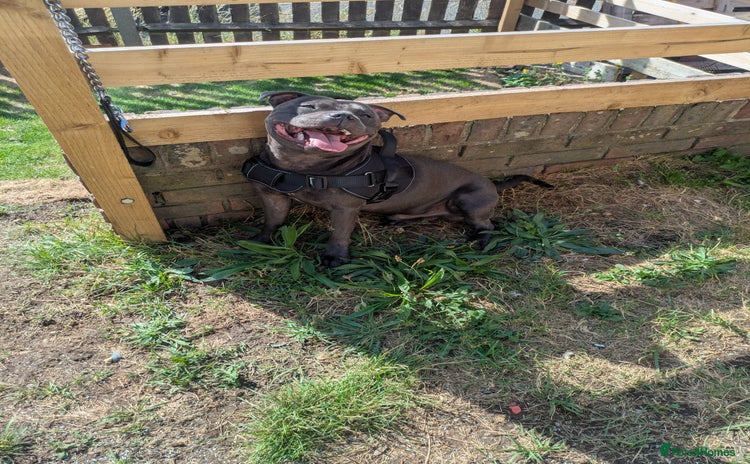 Staffordshire Bull Terrier dogs - Advert 2