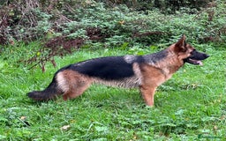 German Shepherd dogs for sale: Litter of puppies with a World Class Pedigree  - Advert 31