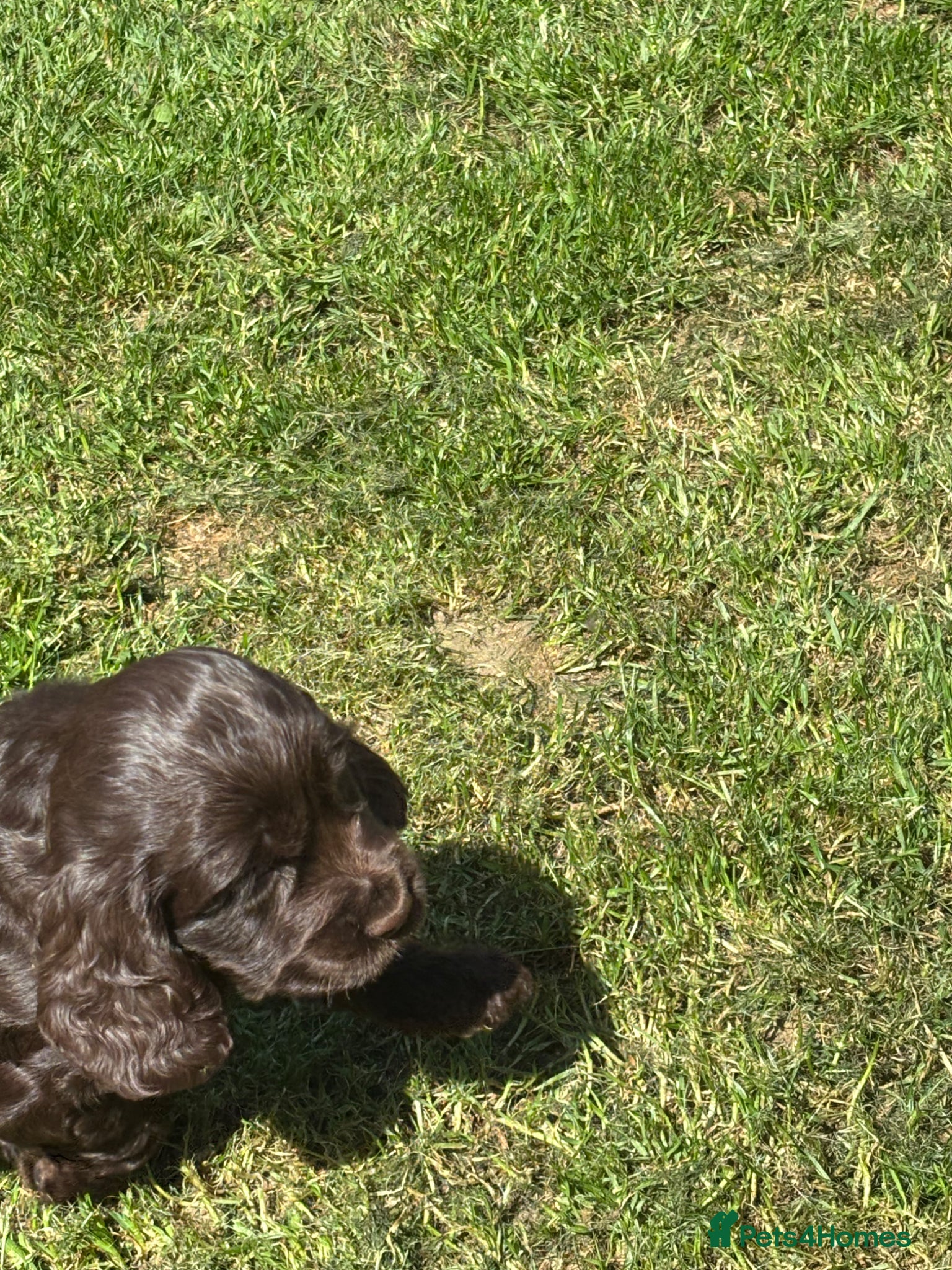 Cocker Spaniel dogs Show cocker spaniels kc reg pups ready 14 th June  - Advert 18