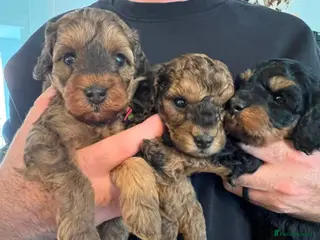 Cavapoo dogs Toy Merle Cavapoo Puppies only 4 left - Advert 2
