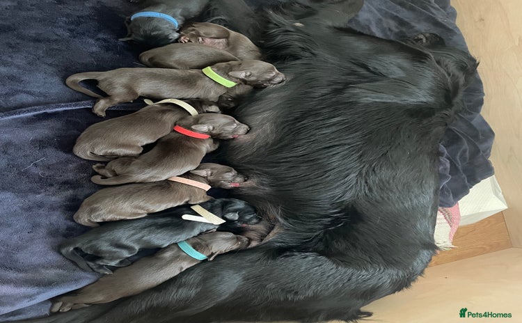 Flat coated Retriever dogs - Advert 1
