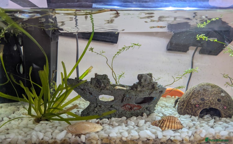 Other/Mixed Breed fish - Advert 4
