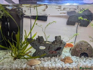 Other/Mixed Breed fish - Advert 36