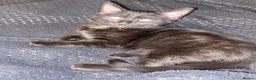 Mixed Breed cats for sale: beautiful kittens looking for for forever home - Advert 3