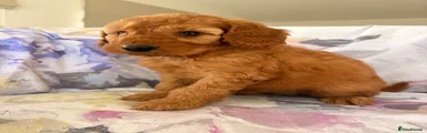 Labradoodle 2