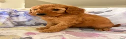 Labradoodle dogs for sale: LICENSED BREEDER F2b miniature labradoodles - Advert 37