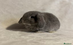 Mini Lop rabbits for sale: Pure mini lop babies to reserve  - Image 19