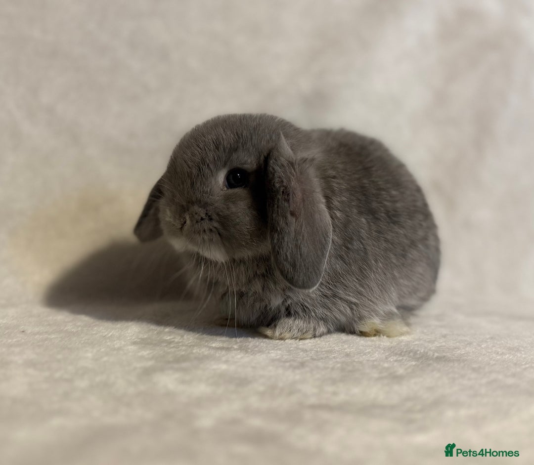 Mini Lop rabbits for sale: Pure mini lop babies to reserve  - Image 19