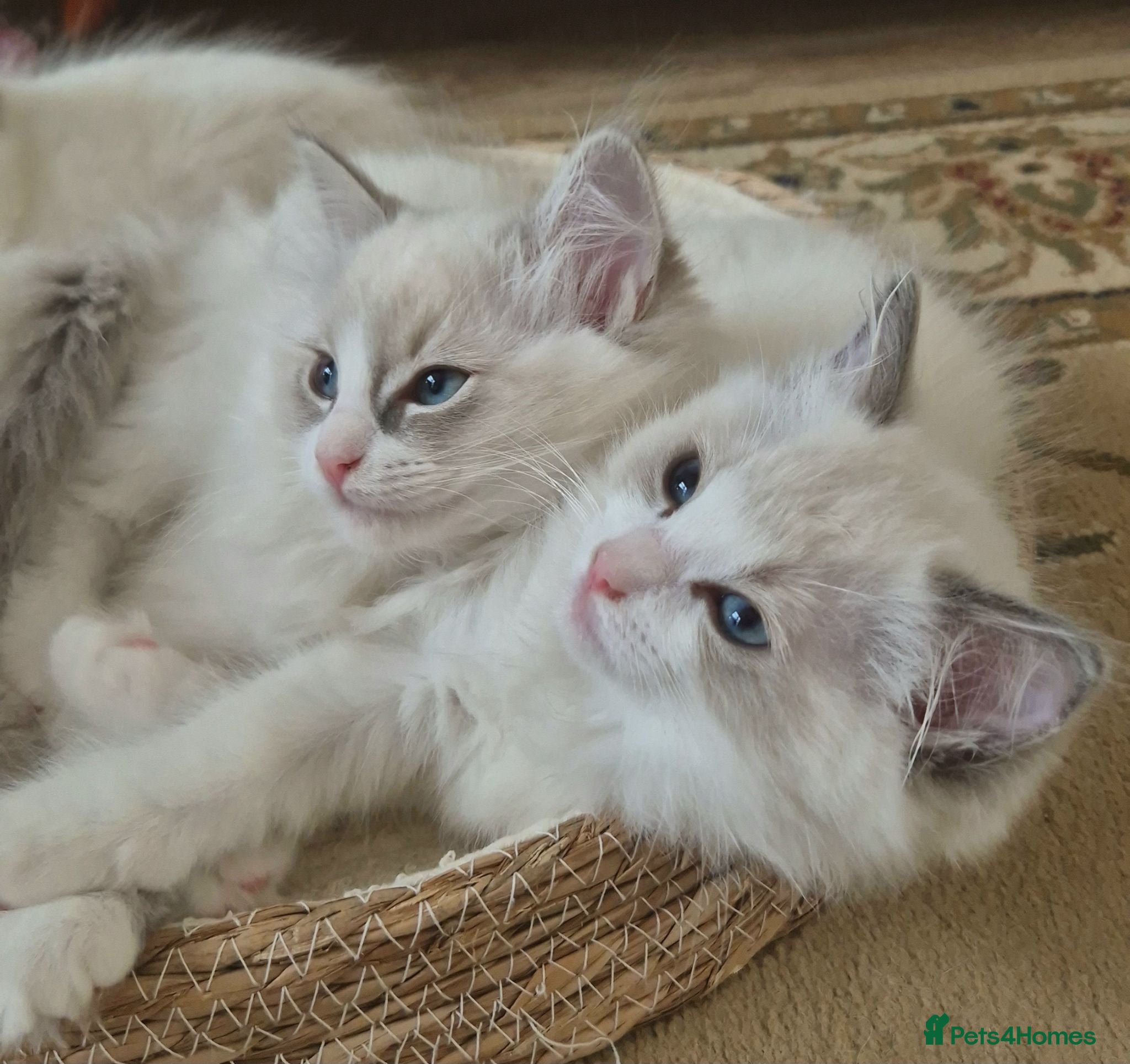Ragdoll cats Ragdoll kittens are looking for forever home - Advert 11