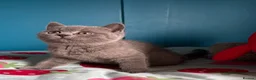 British Shorthair cats for sale: **LAST GIRL** British shorthair kitten - Advert 8