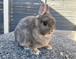 Dwarf Rabbits for sale | Pets4Homes