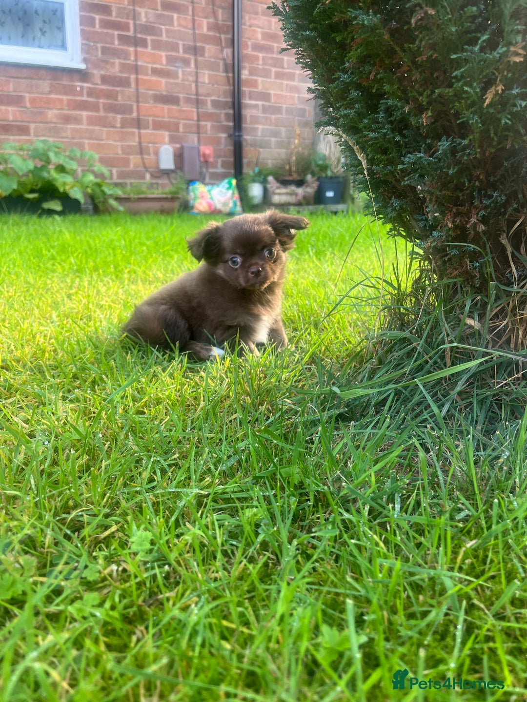 Chihuahua dogs for sale: Long haired chihuahua boy  - Image 4