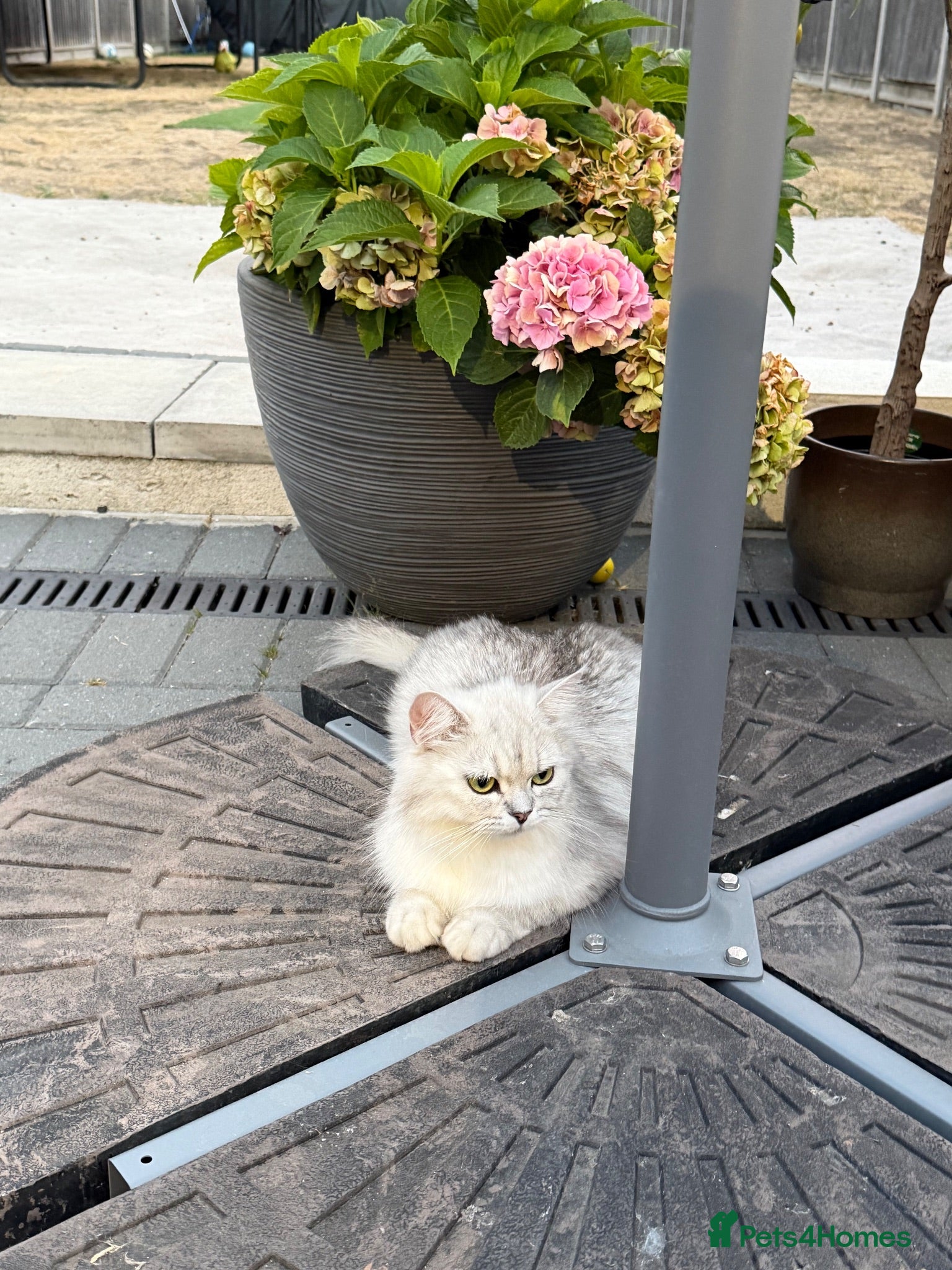 Persian cats Beautiful Persian chinchilla kittens  - Advert 1