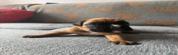 Boxer dogs for sale: Beautiful, KC registerd boxer puppies for sale in Canvey Island - Advert 31