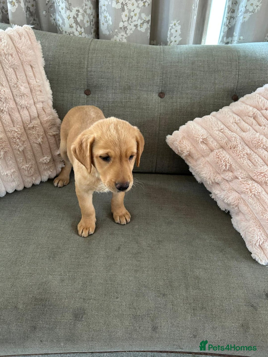 Labrador Retriever dogs for sale: Stunning traditional lab puppies 1 boy left - Image 5