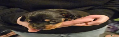 Miniature Dachshund 1