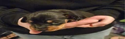Miniature Dachshund dogs for sale: Miniature Daschund puppies 5 male - Advert 21