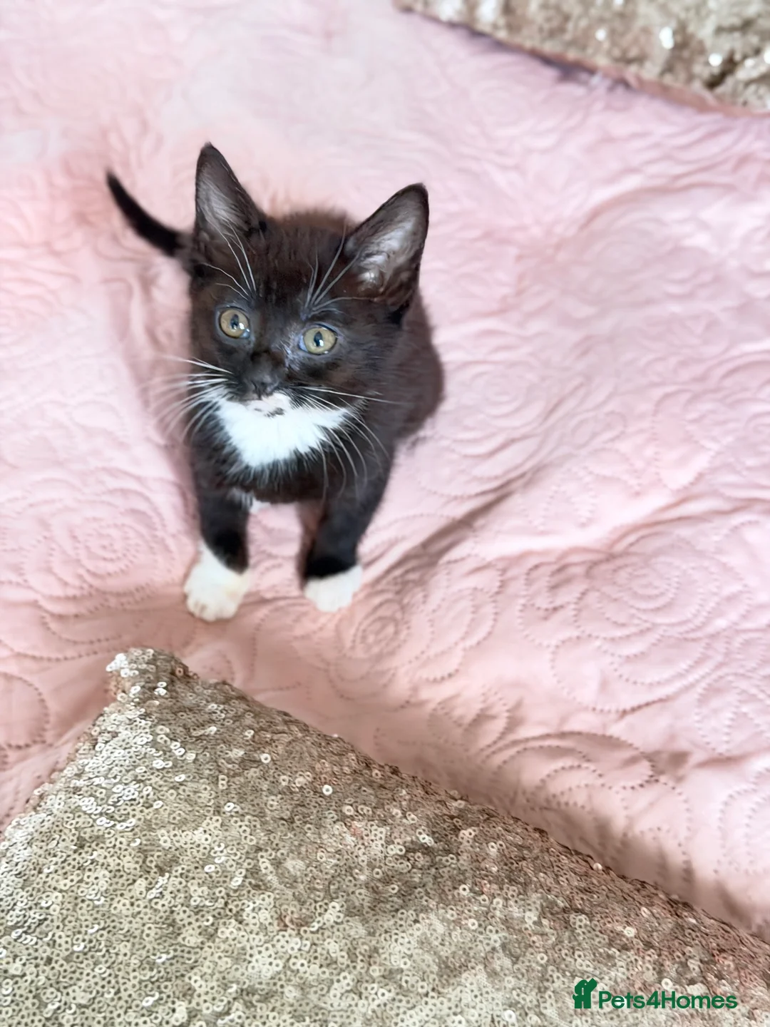 British Shorthair cats for sale: Purr-fect  **  Kittens Ready for new home - Advert 36
