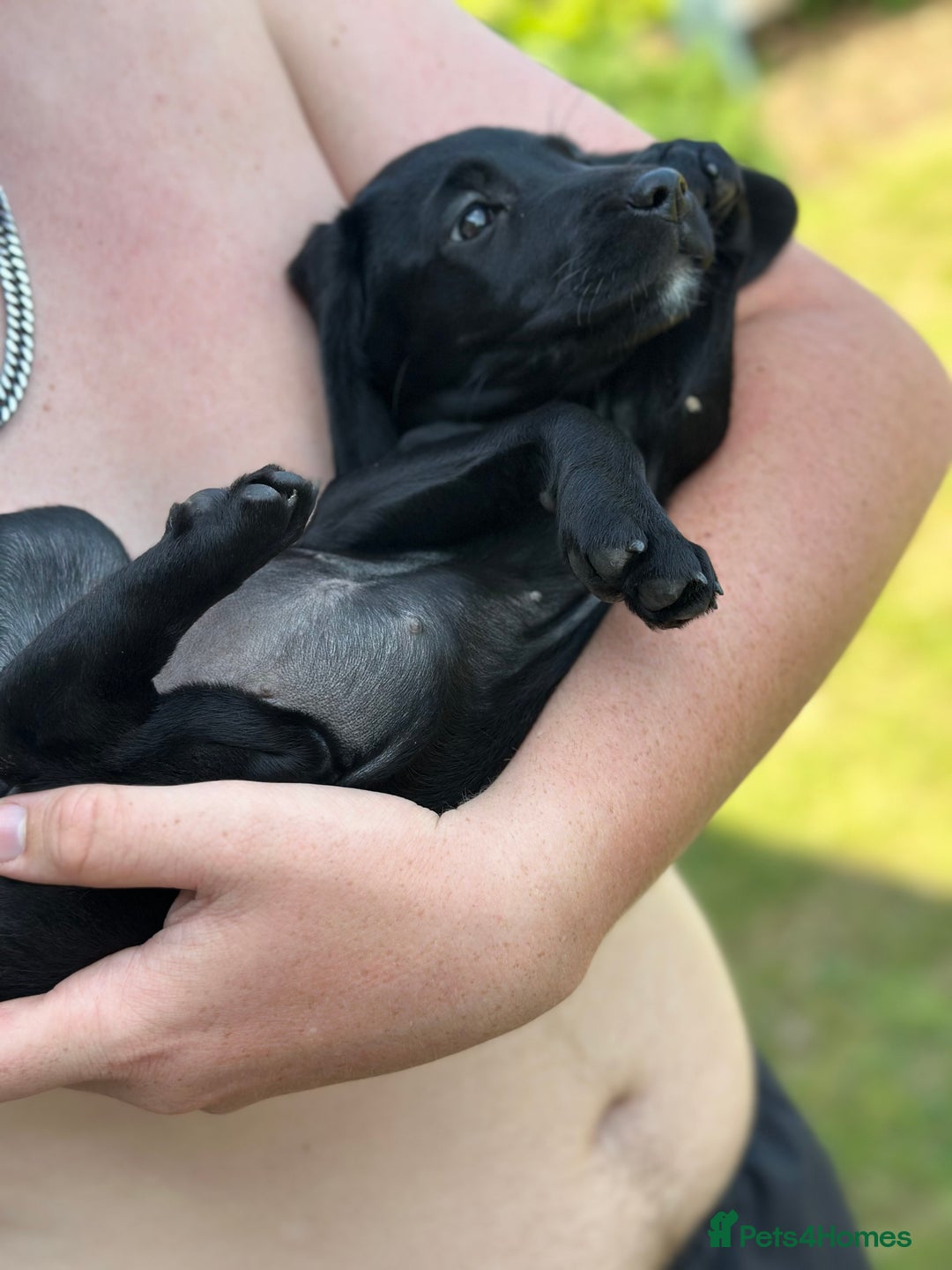 Cockerdor dogs for sale: Perfect Cockerdor Puppies- Tiny Lab like in Pickering - Image 10