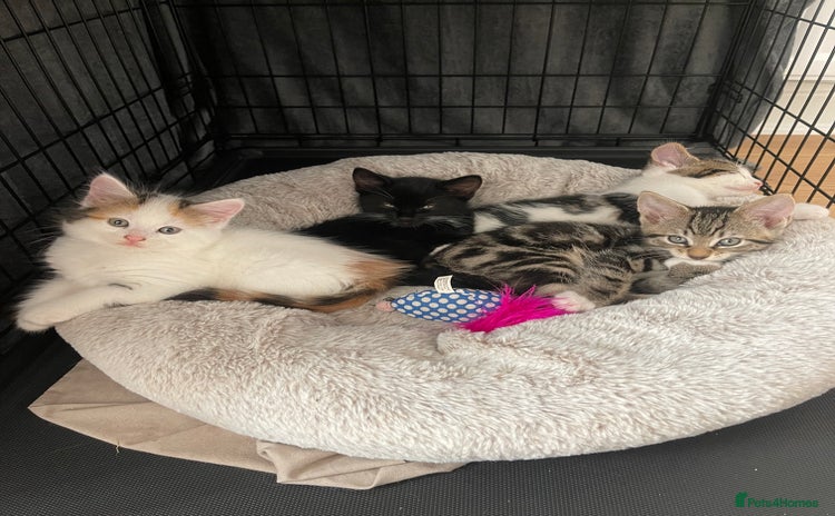 Mixed Breed cats - Advert 6