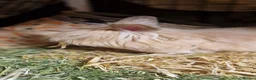 Lionhead rabbits for sale: Purebred double maned super fluffy lionhead girls - Advert 12