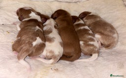 Cavalier King Charles Spaniel dogs for sale: Gorgeous Cavalier King Charles Spaniel Puppy - Image 2