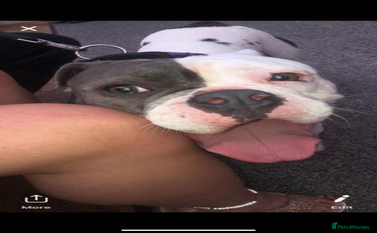 Dorset Olde Tyme Bulldogge dogs - Advert 2