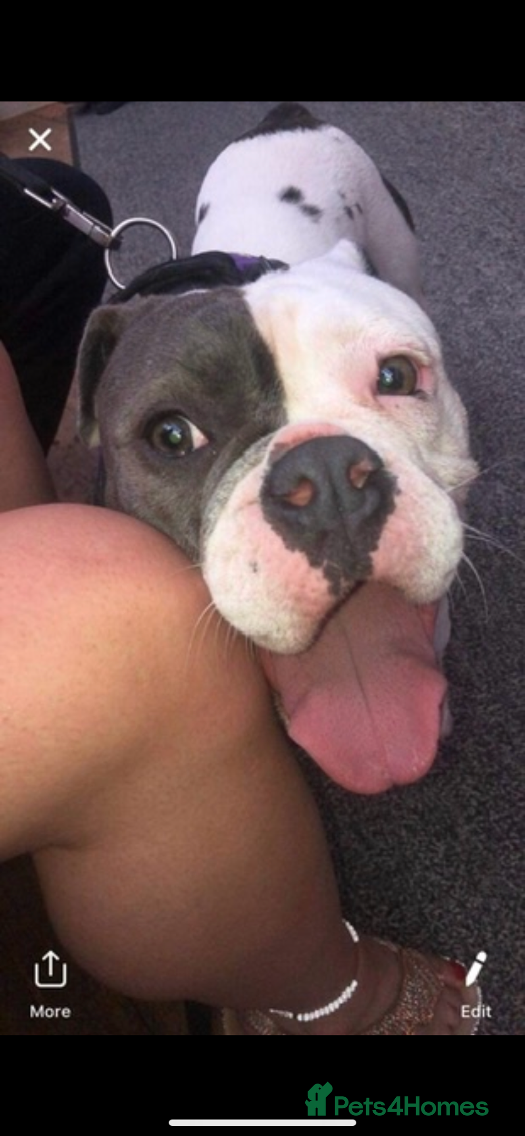 Dorset Olde Tyme Bulldogge dogs for sale: 9 year old female old tyme bulldog - Image 1