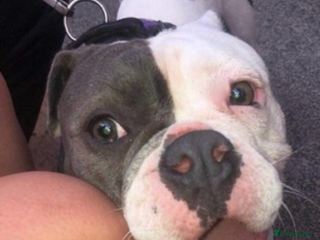 Dorset Olde Tyme Bulldogge dogs - Advert 10