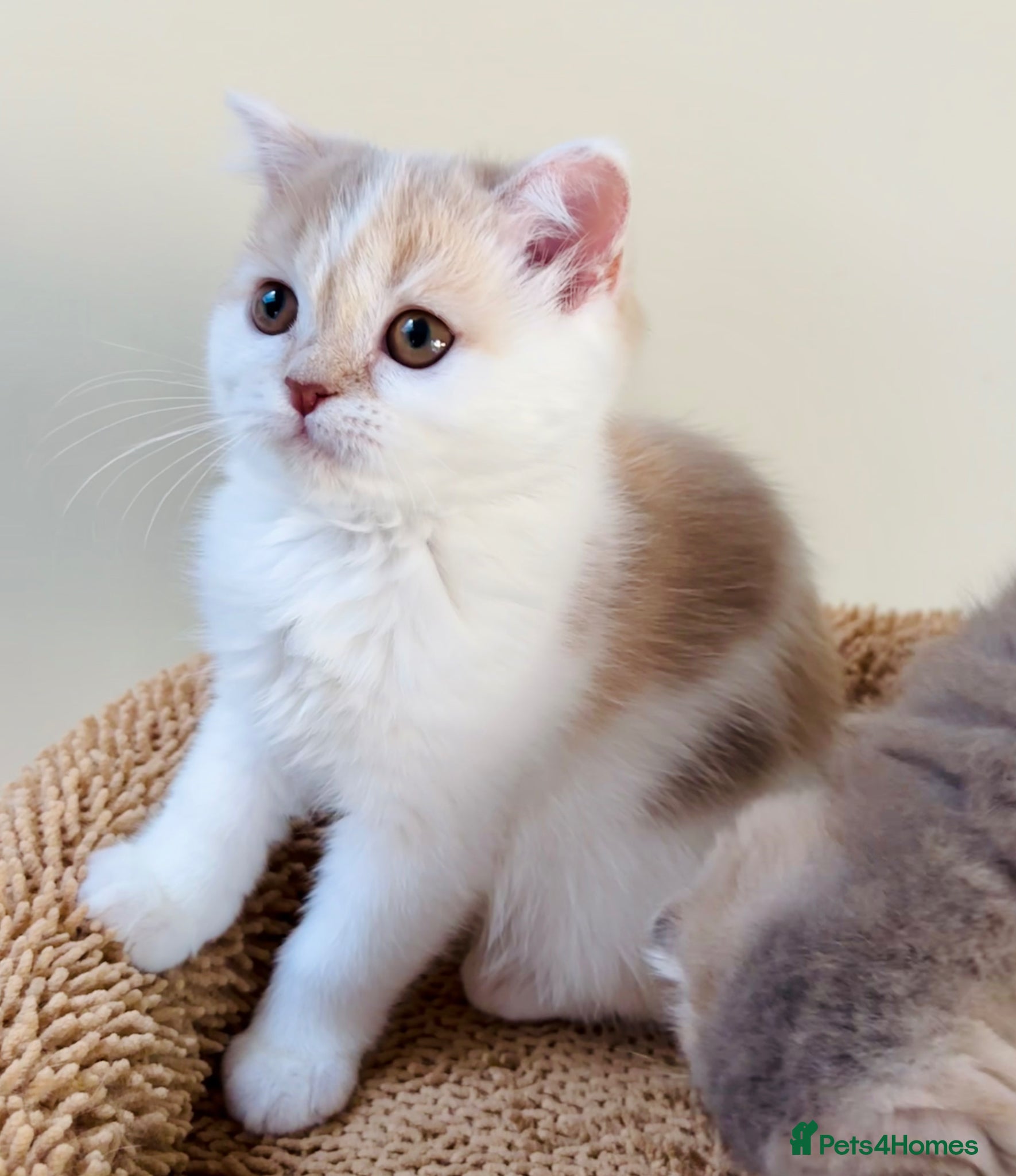 Scottish Fold cats Pedigree Adorable Scottish Fold Kittens  - Advert 4