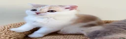 Scottish Fold cats for sale: Pedigree Adorable Scottish Fold Kittens  - Advert 12