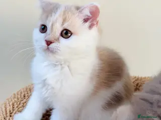 Scottish Fold cats Pedigree Adorable Scottish Fold Kittens - Advert 4