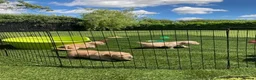 Golden Retriever dogs for sale: Beautiful retriever puppies - Advert 12