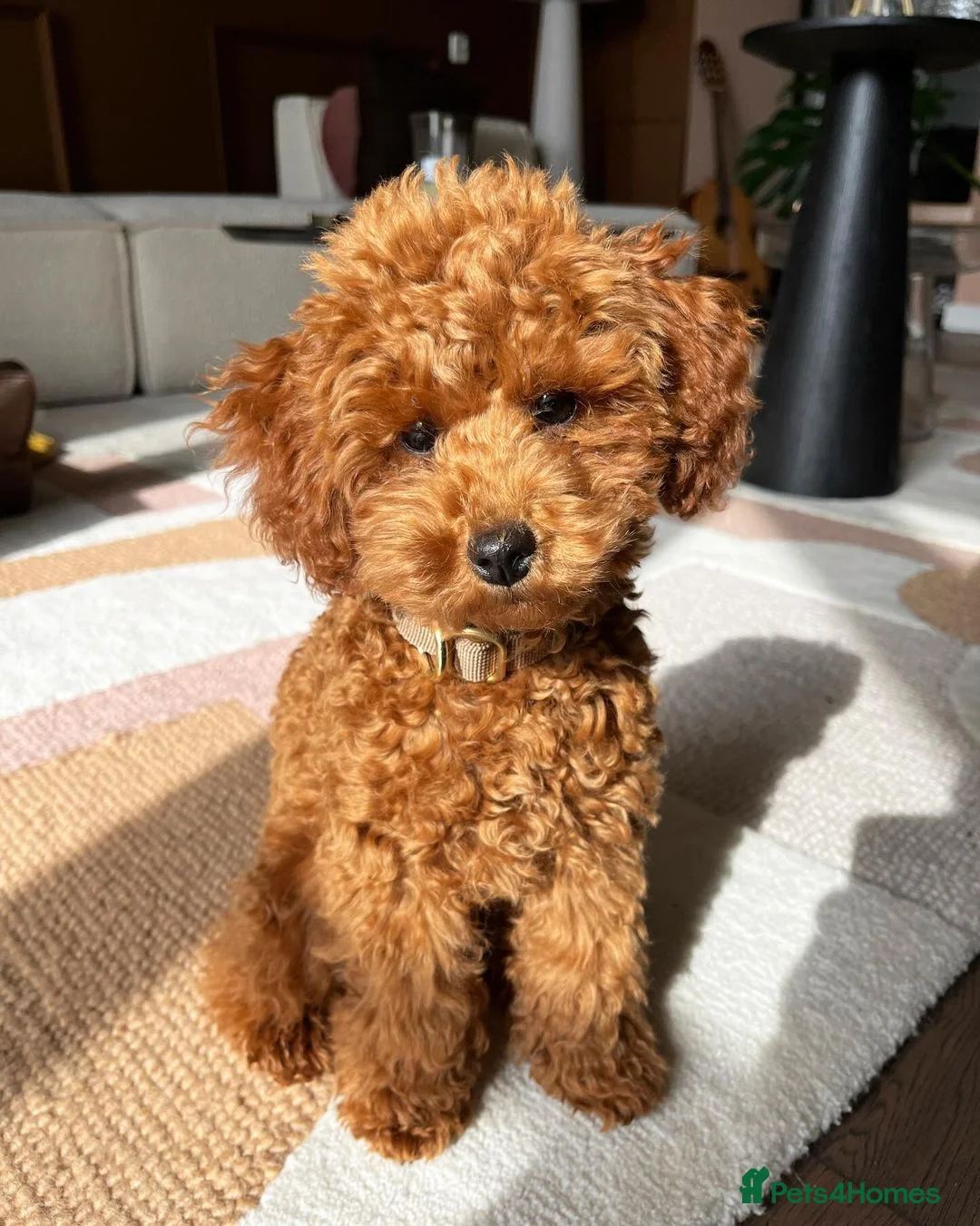 Toy Poodle dogs for sale: Milo Beautiful Male Toy Poodle Puppy - Advert 9