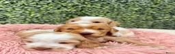 Cocker Spaniel dogs for sale: 🧡🤍 KC REG Show cocker Spaniel puppies for sale - Advert 11