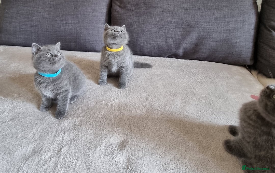 British Shorthair cats for sale: Gorgeous BSH kittens  - Image 23