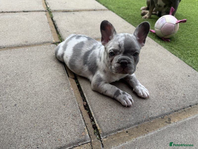 French Bulldog dogs Beautiful French Bulldog Puppies – 2 Boys, 2 Girls - Advert 1