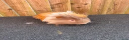 Guinea Pig rodents for sale: 2 single boars - Advert 3