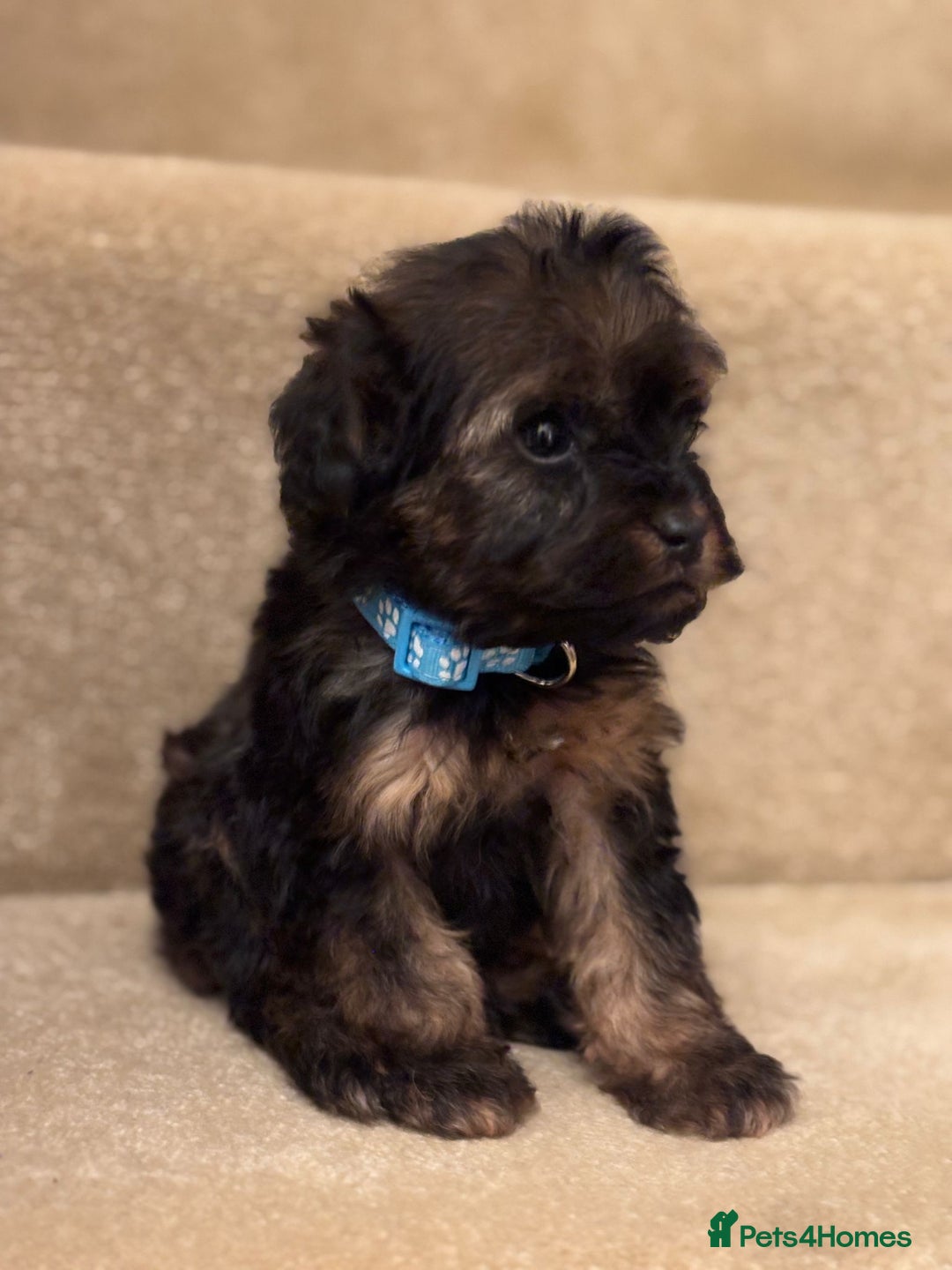 Cavapoo dogs for sale: F1A Cavapoos - Advert 5